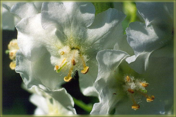 photo "White and fluffy." tags: nature, macro and close-up, flowers
