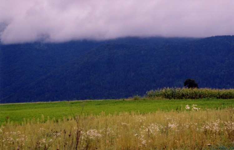 photo "dolina ka jezeru" tags: landscape, forest, mountains