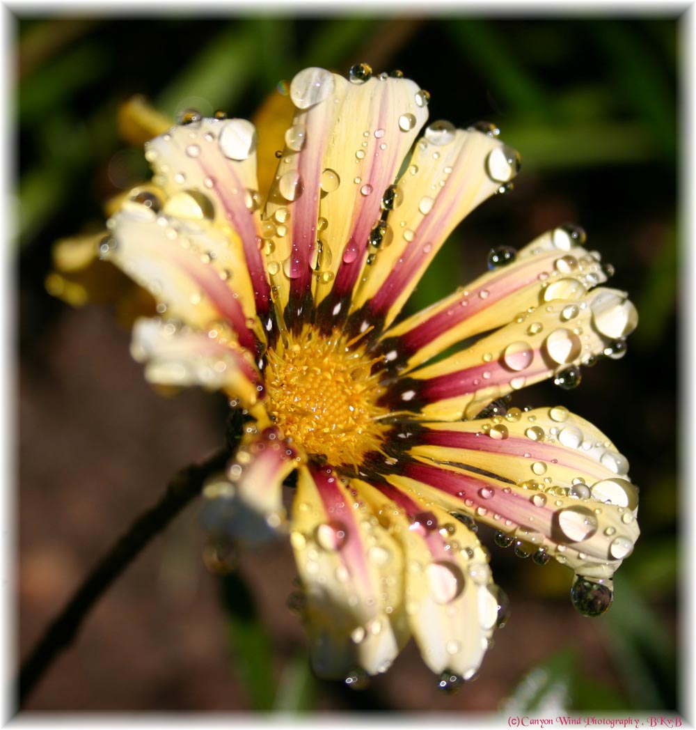 photo "Beautiful Sister`s Tears !" tags: macro and close-up, nature, flowers