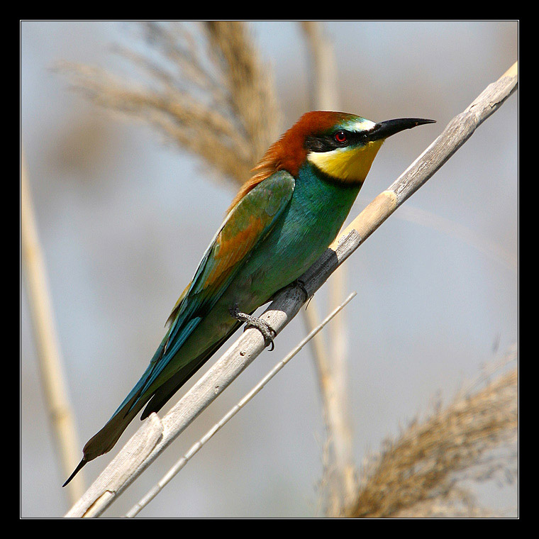 photo "Multi-coloured Murderer" tags: nature, genre, wild animals