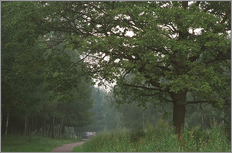 фото "Парк" метки: пейзаж, лес, лето