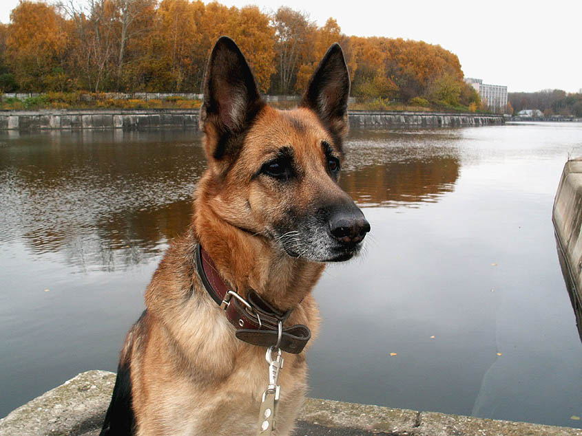 photo "Dog" tags: nature, landscape, autumn, pets/farm animals