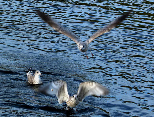 фото "Starts at Ladoga Lake" метки: природа, дикие животные