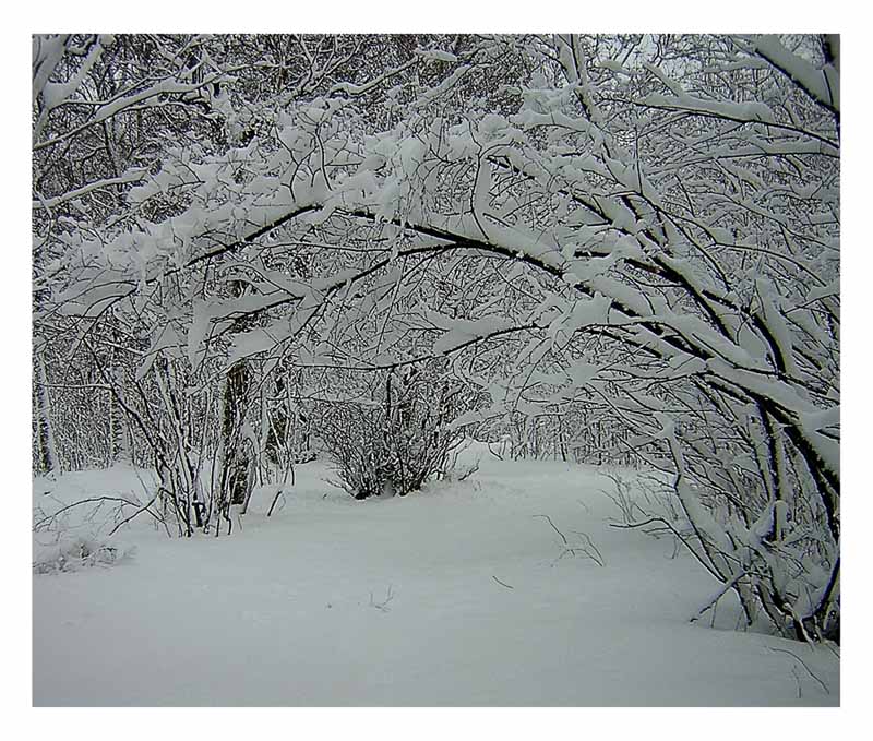 фото "Snow" метки: пейзаж, зима