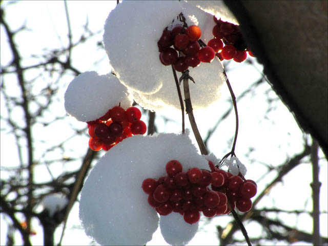 photo "Snow Hats" tags: landscape, nature, flowers, winter
