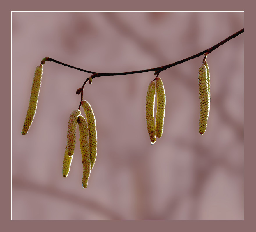 photo "family" tags: nature, flowers