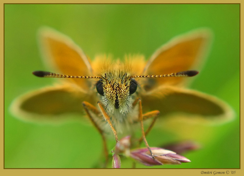 photo "~Butterfly~" tags: macro and close-up, 