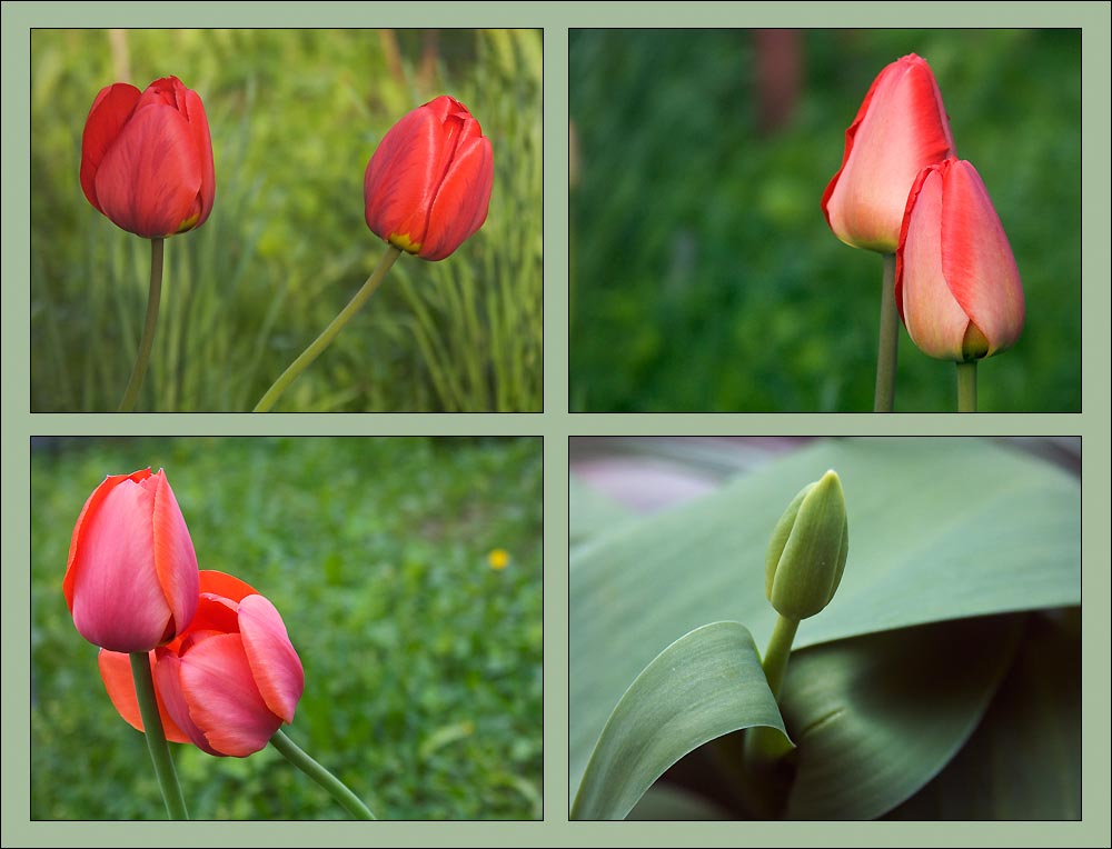 photo "Love story" tags: nature, genre, flowers