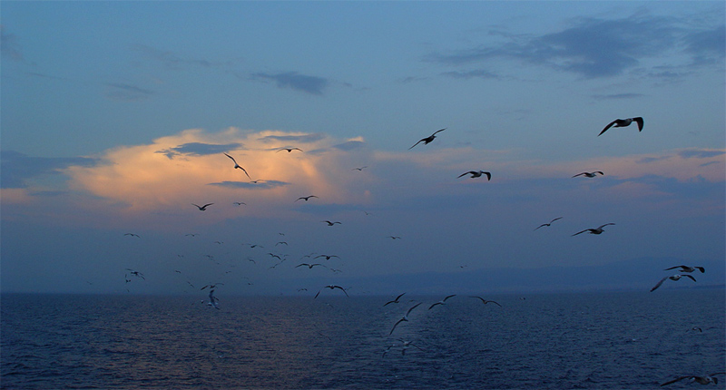 photo "The flight of all dangers" tags: landscape, nature, water, wild animals