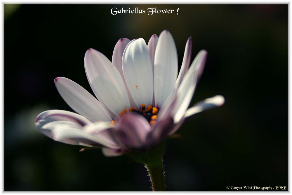 photo "Gabriella"s Flower" tags: macro and close-up, nature, flowers