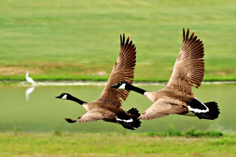 photo "Twin Take-off" tags: nature, wild animals