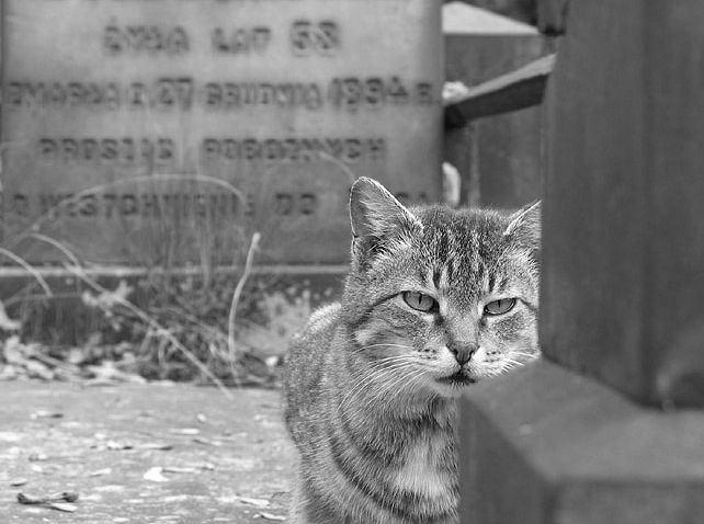 photo "Cemetery cat" tags: misc., 