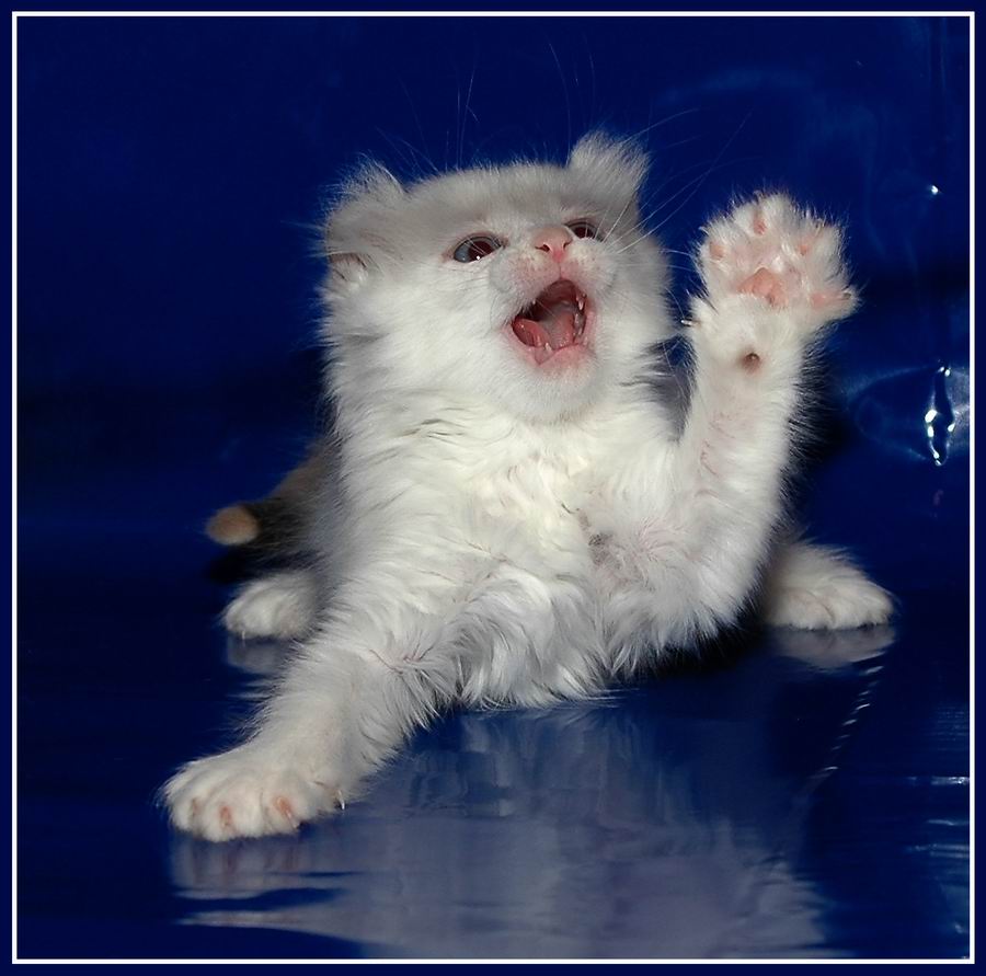 фото "Hi!" метки: природа, домашние животные