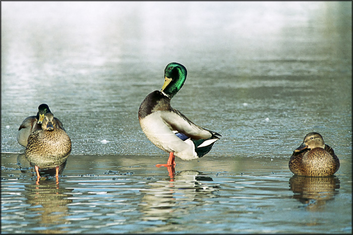 photo "Handsome duck" tags: nature, humor, wild animals