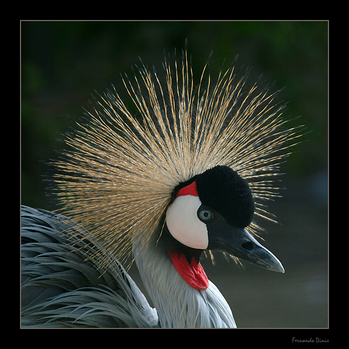 фото "Grou" метки: природа, дикие животные