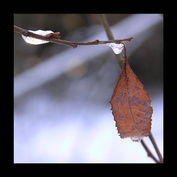 photo "season of ice" tags: nature, landscape, flowers, winter