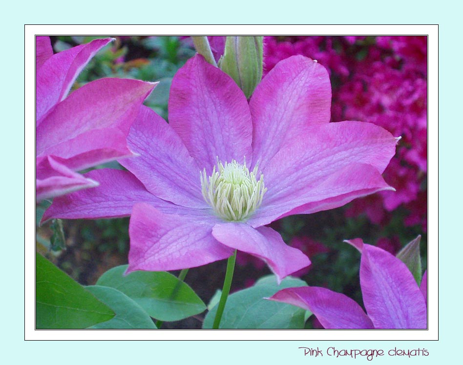 photo "Pink Champagne" tags: nature, macro and close-up, flowers