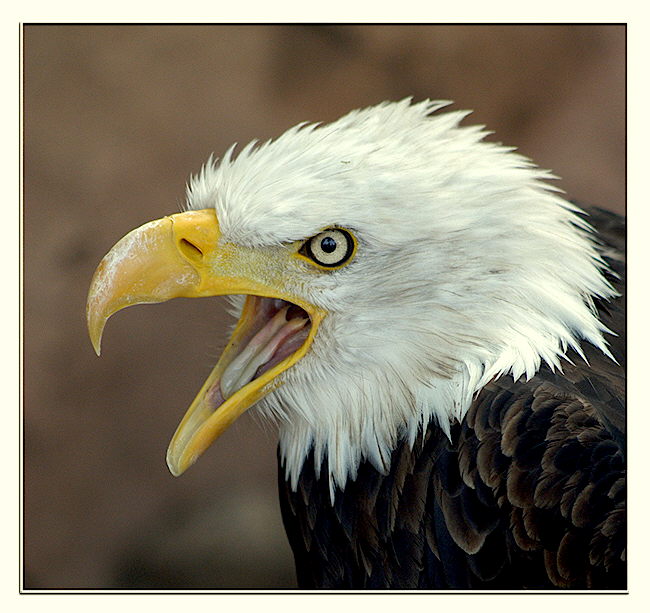 photo "Shout" tags: nature, wild animals