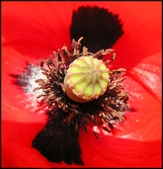 photo "Point of an attraction" tags: macro and close-up, nature, flowers