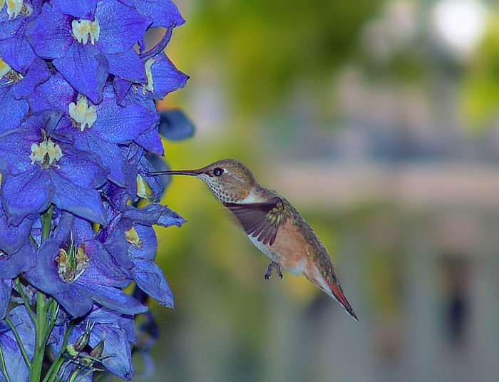 photo "lunch break" tags: nature, flowers, wild animals
