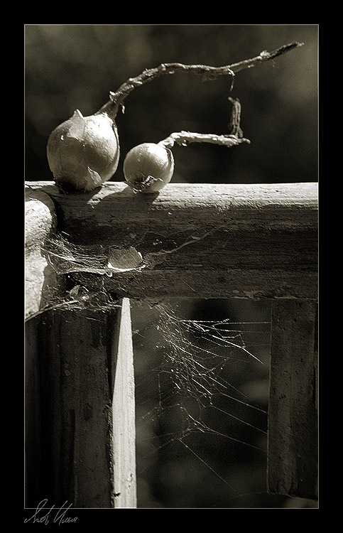 photo "Summer-verandah" tags: still life, black&white, 