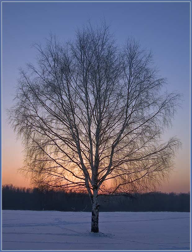 photo "Birch" tags: landscape, winter
