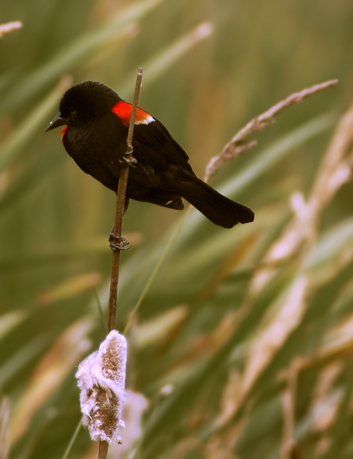 photo "red-winged blackbird" tags: nature, wild animals