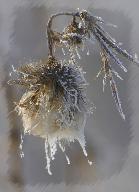 фото "Зимние цветы" метки: макро и крупный план, пейзаж, зима