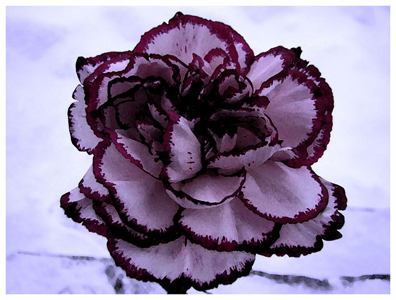 photo "carnation#2" tags: macro and close-up, nature, flowers