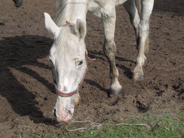photo "Horse" tags: nature, pets/farm animals, wild animals