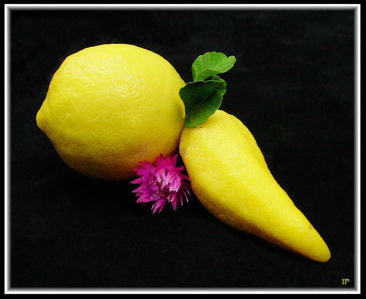 photo "Romance In Yellow" tags: still life, 