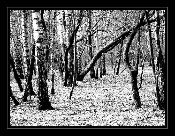 photo "El bosque..." tags: landscape, forest
