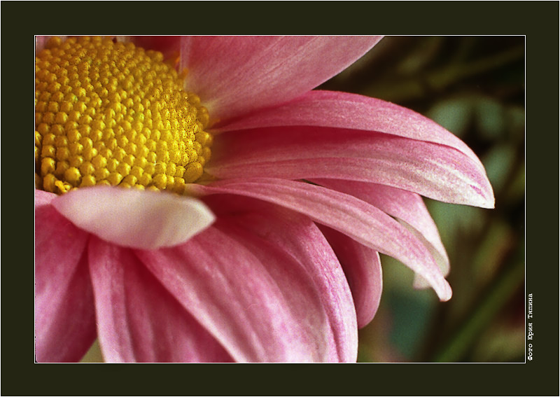 photo "Dedication to Gabriella" tags: macro and close-up, nature, flowers