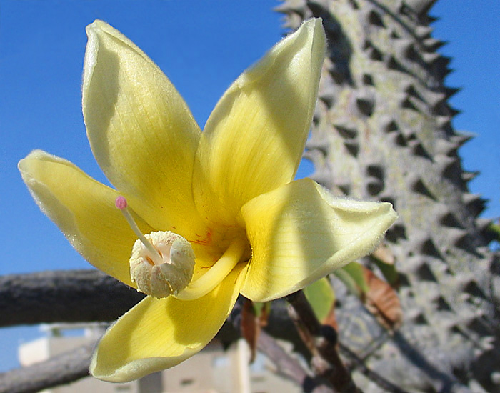 photo "Unknown tree" tags: nature, flowers