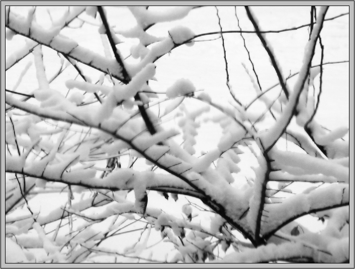 фото "In my window..." метки: природа, черно-белые, цветы
