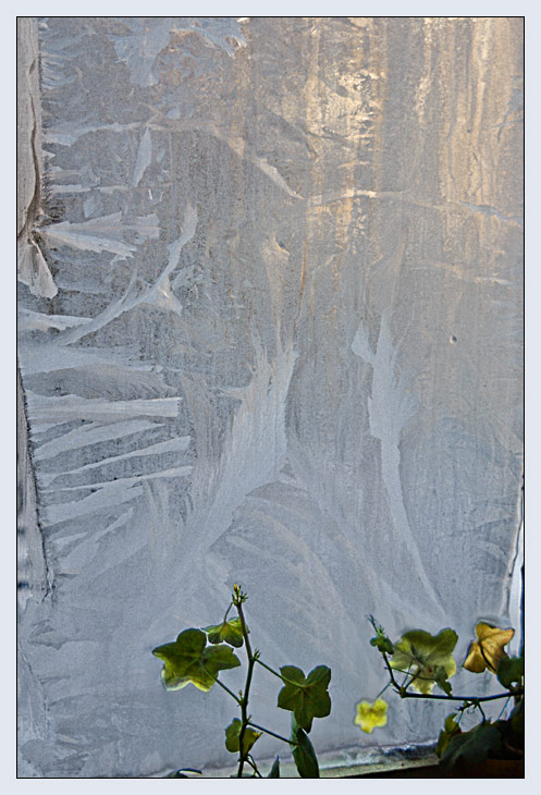 photo "Ice flowers" tags: still life, nature, flowers