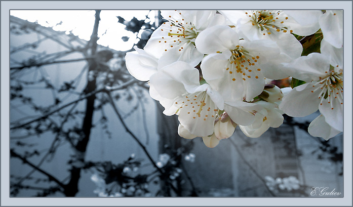 фото "Spring" метки: природа, макро и крупный план, цветы