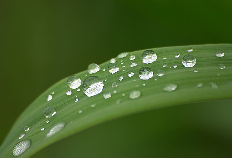 photo "After a rain..." tags: macro and close-up, nature, 