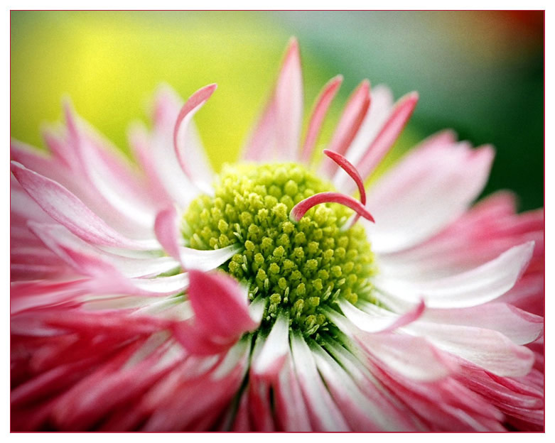 photo "Untitled photo" tags: macro and close-up, nature, flowers