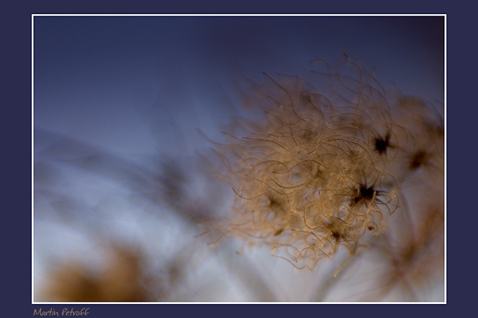 photo "***" tags: macro and close-up, nature, flowers