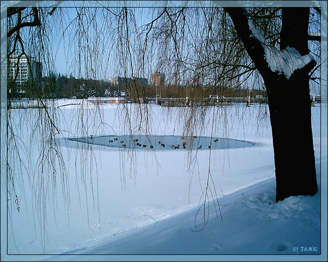 photo "Winter lake" tags: landscape, winter