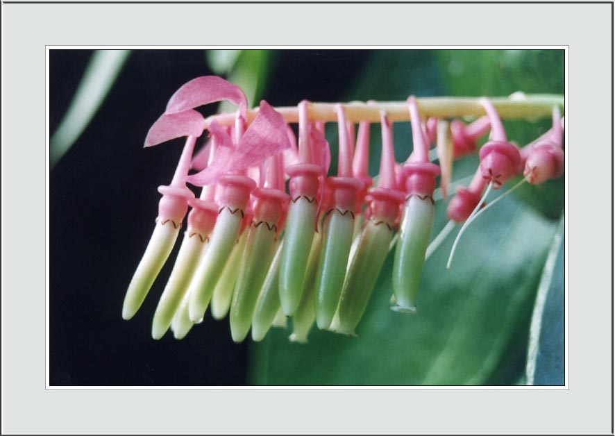 photo "Mystery 2" tags: nature, macro and close-up, flowers