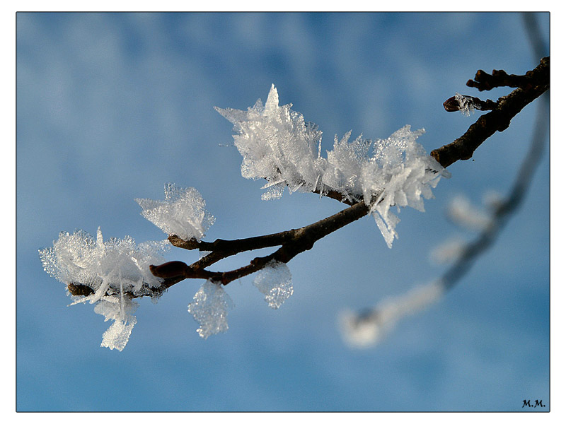 photo "Icebuds" tags: nature, flowers