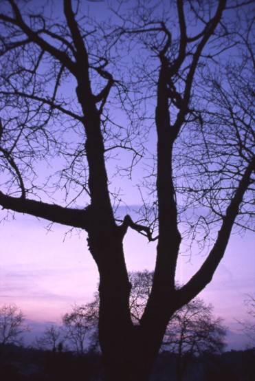 фото "Naked trees" метки: пейзаж, зима