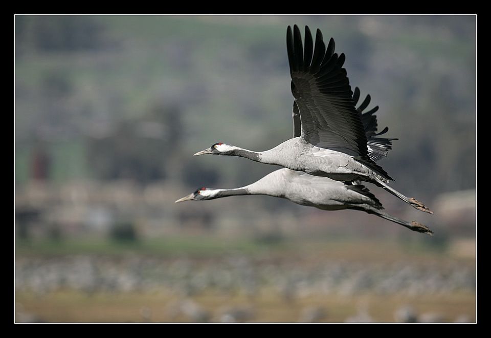 photo "Grus Grus" tags: nature, genre, wild animals