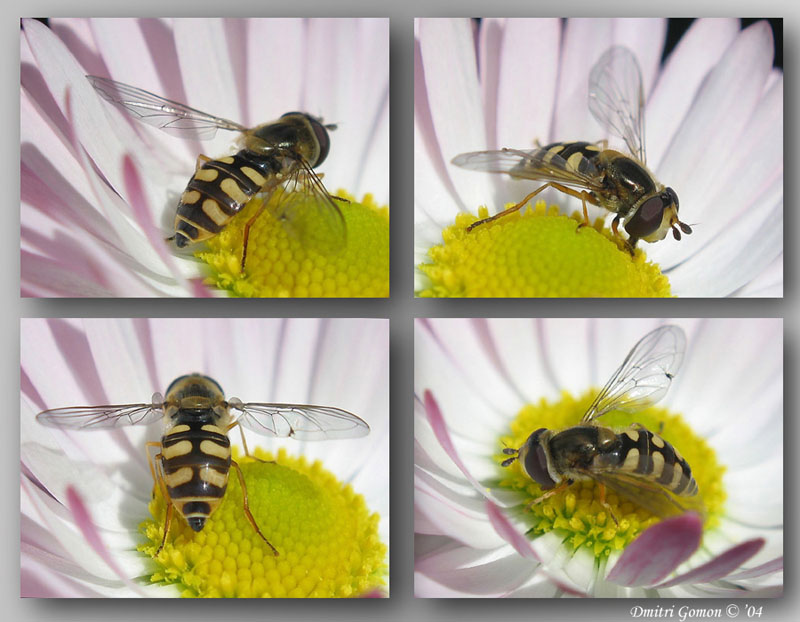 photo "~Drone-fly series~ (Eupeodes corollae)" tags: macro and close-up, 