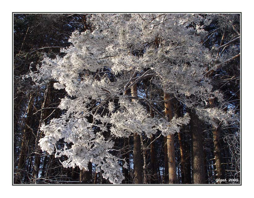 photo "Freezed beauty" tags: nature, landscape, flowers, winter