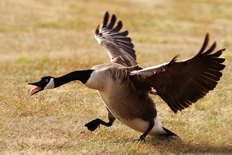 фото "Wild Landing" метки: природа, дикие животные