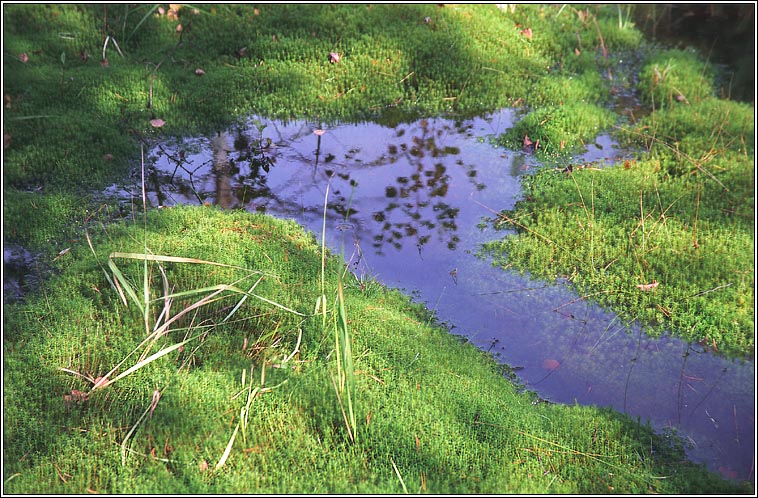 photo "Bog" tags: landscape, water