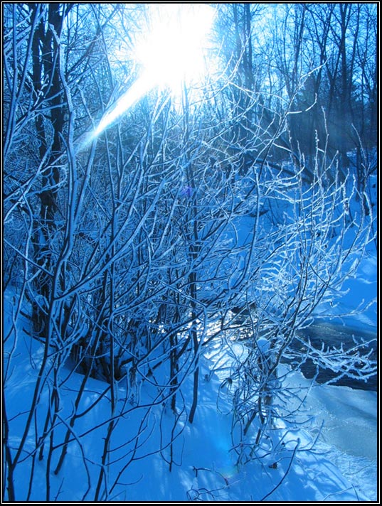 photo "Winter forest1" tags: landscape, forest, winter